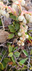 Gaultheria crassa