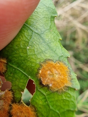 Cephaleuros lagerheimii