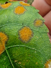 Cephaleuros lagerheimii