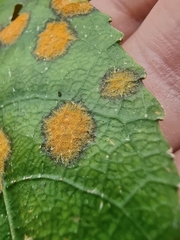 Cephaleuros lagerheimii