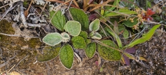 Brachyglottis bellidioides