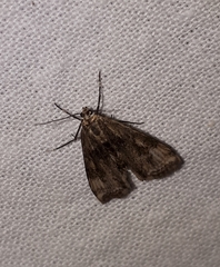 Cataclysta lemnata