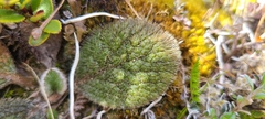 Brachyglottis bellidioides