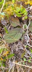 Brachyglottis bellidioides