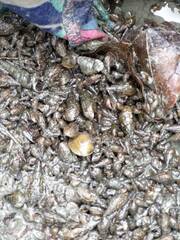 Melanoides tuberculata