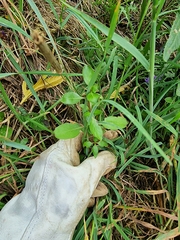 Coprosma ×cunninghamii