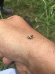 Lepyronia coleoptrata