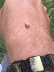 Lepyronia coleoptrata