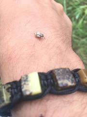 Lepyronia coleoptrata