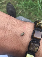 Lepyronia coleoptrata