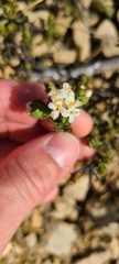 Pimelea traversii traversii