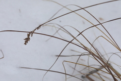 Carex appropinquata