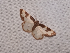 Lomaspilis marginata