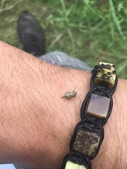 Lepyronia coleoptrata