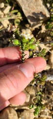 Pimelea traversii traversii