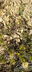 Pimelea traversii traversii
