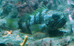 Helicolenus percoides