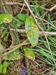 Cephaleuros lagerheimii