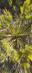 Aciphylla aurea