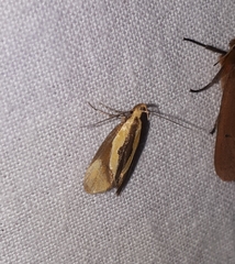 Harpella forficella