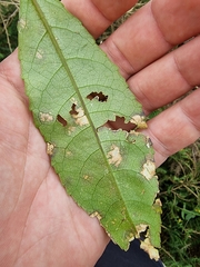 Cephaleuros lagerheimii