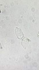 Camarophyllopsis
