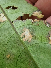 Cephaleuros lagerheimii