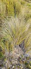 Chionochloa macra