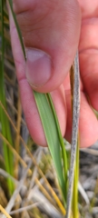 Chionochloa macra