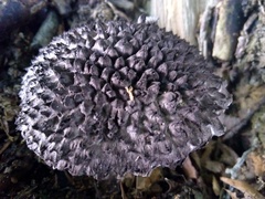 Strobilomyces