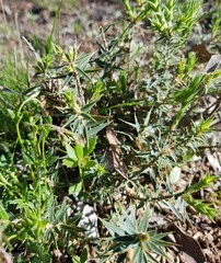 Melichrus urceolatus