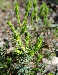 Melichrus urceolatus