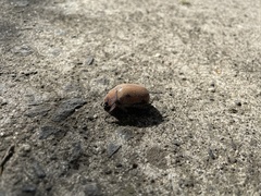 Anoplognathus velutinus