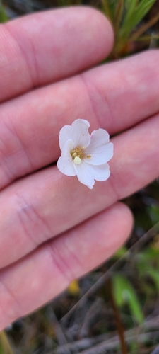 Epilobium alsinoides (Epilobium alsinoides)