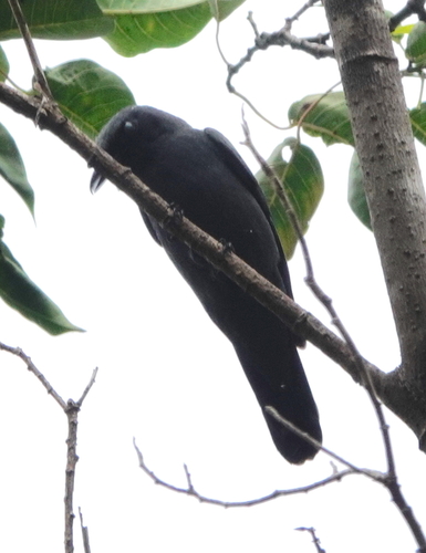 Obi Cicadabird (Edolisoma obiense), photo 3