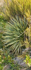 Aciphylla aurea