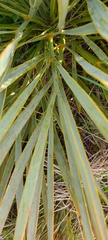 Aciphylla aurea