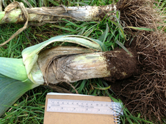 Sclerotinia cepivorum