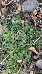 Cardamine macrophylla
