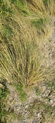 Chionochloa rigida