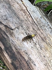 Ontholestes cingulatus