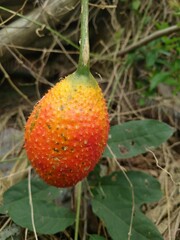 Momordica cochinchinensis