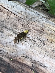 Ontholestes cingulatus