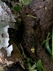 Ontholestes cingulatus