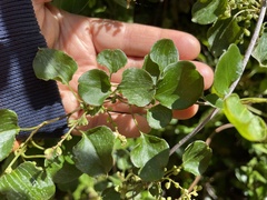 Muehlenbeckia australis