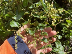 Muehlenbeckia australis