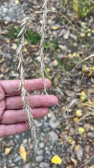 Elymus sibiricus
