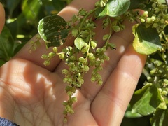 Muehlenbeckia australis