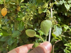 Muehlenbeckia australis