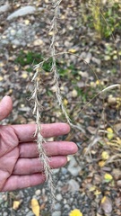 Elymus sibiricus